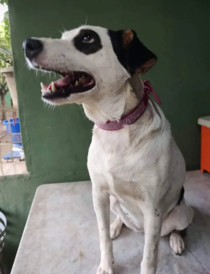 Cachorro ra a SRD idade 1 ano nome Gaia