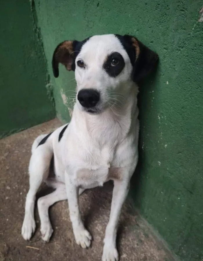 Cachorro ra a SRD idade 1 ano nome Gaia