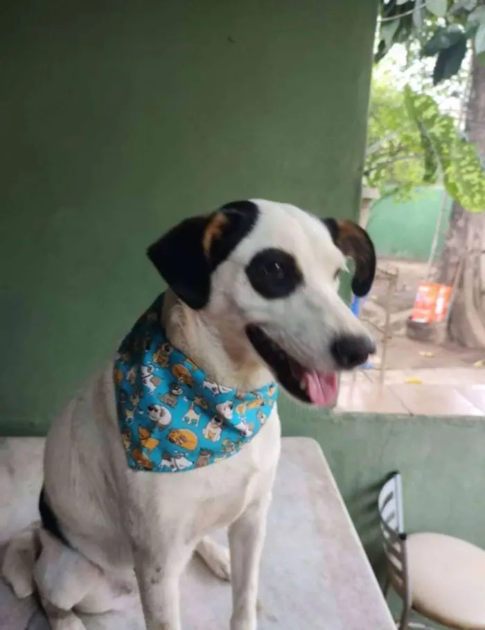 Cachorro ra a SRD idade 1 ano nome Gaia