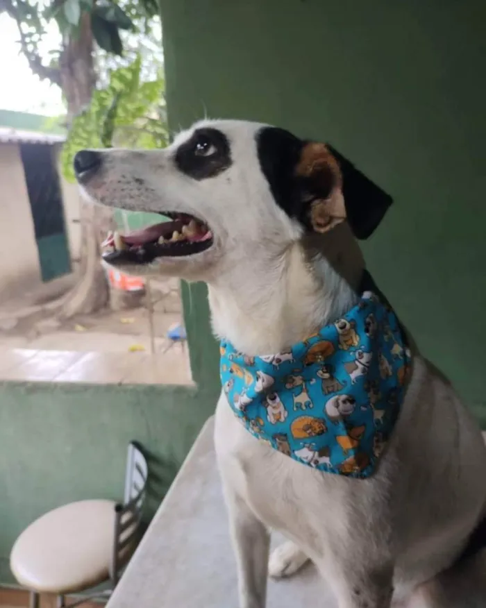 Cachorro ra a SRD idade 1 ano nome Gaia