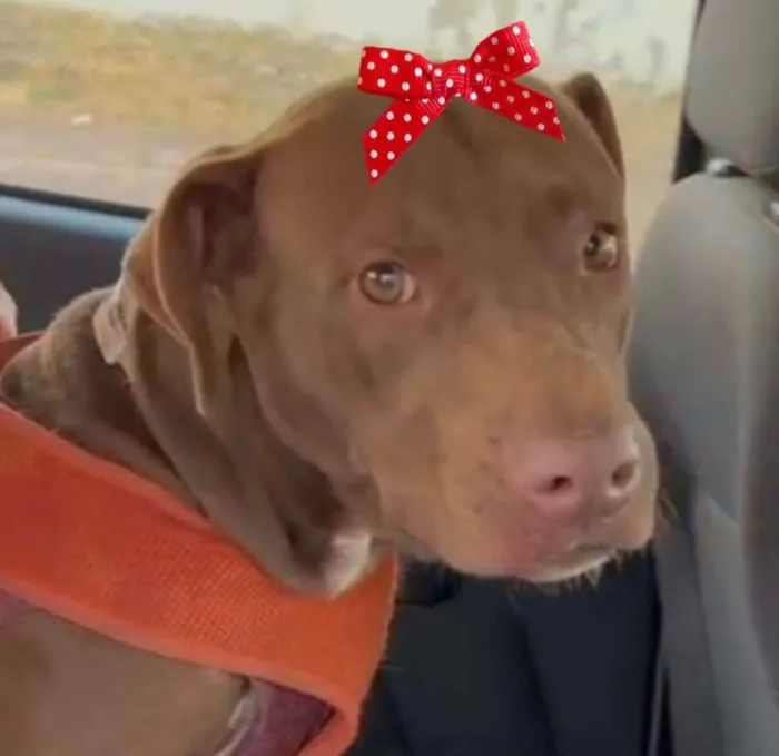 Cachorro ra a Mestiça  idade 1 ano nome Samanta 
