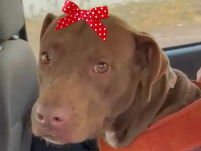 Cachorro ra a Mestiça  idade 1 ano nome Samanta 