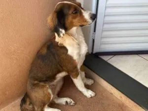 Cachorro raça Hound idade 3 anos nome Lece