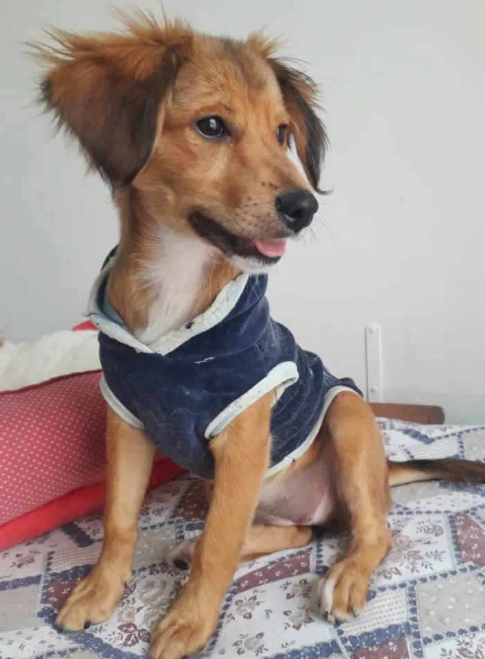 Cachorro raça SRD idade 2 a 6 meses nome REBEKA
