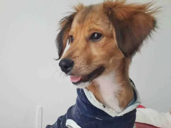 Cachorro raça SRD idade 2 a 6 meses nome REBEKA