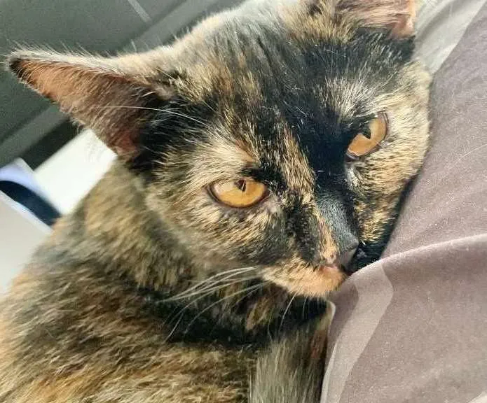 Gato raça SRD idade 7 a 11 meses nome ANGELINA