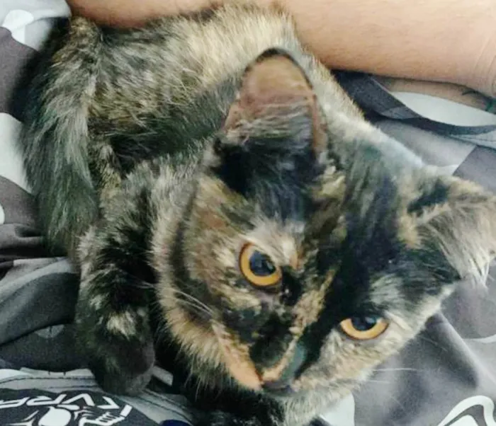 Gato raça SRD idade 7 a 11 meses nome ANGELINA