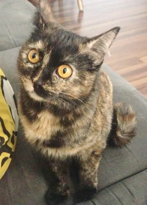 Gato raça SRD idade 7 a 11 meses nome ANGELINA