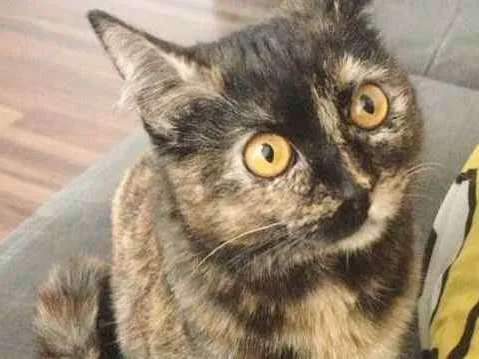 Gato raça SRD idade 7 a 11 meses nome ANGELINA