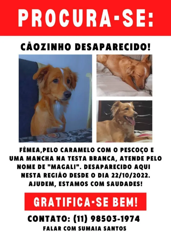 Cachorro ra a Vira Lata sem raça  definida  idade 2 anos nome Magali