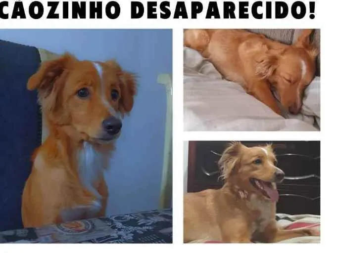 Cachorro ra a Vira Lata sem raça  definida  idade 2 anos nome Magali