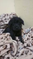 Nao tem
