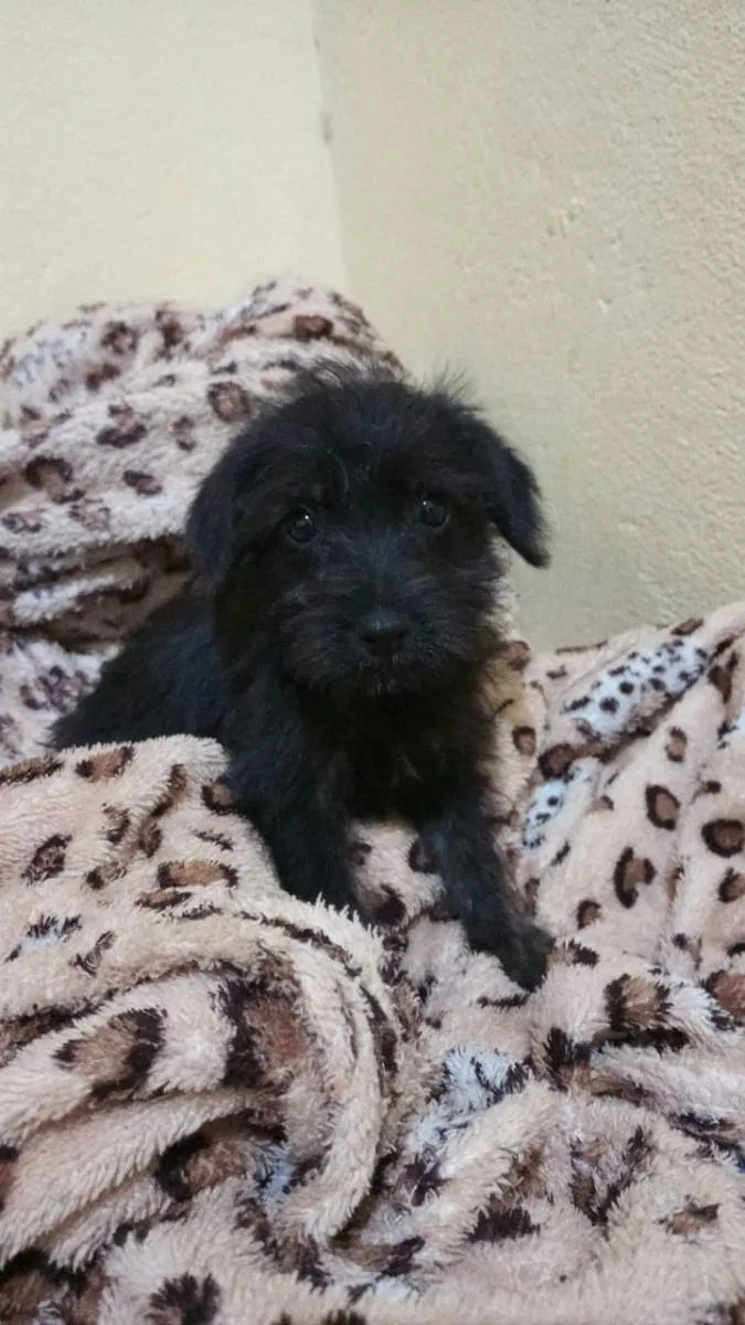 Cachorro raça Mista idade 2 a 6 meses nome Nao tem