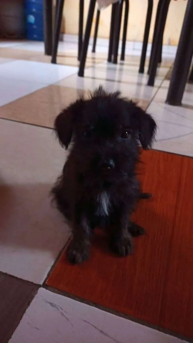 Cachorro raça Mista idade 2 a 6 meses nome Nao tem