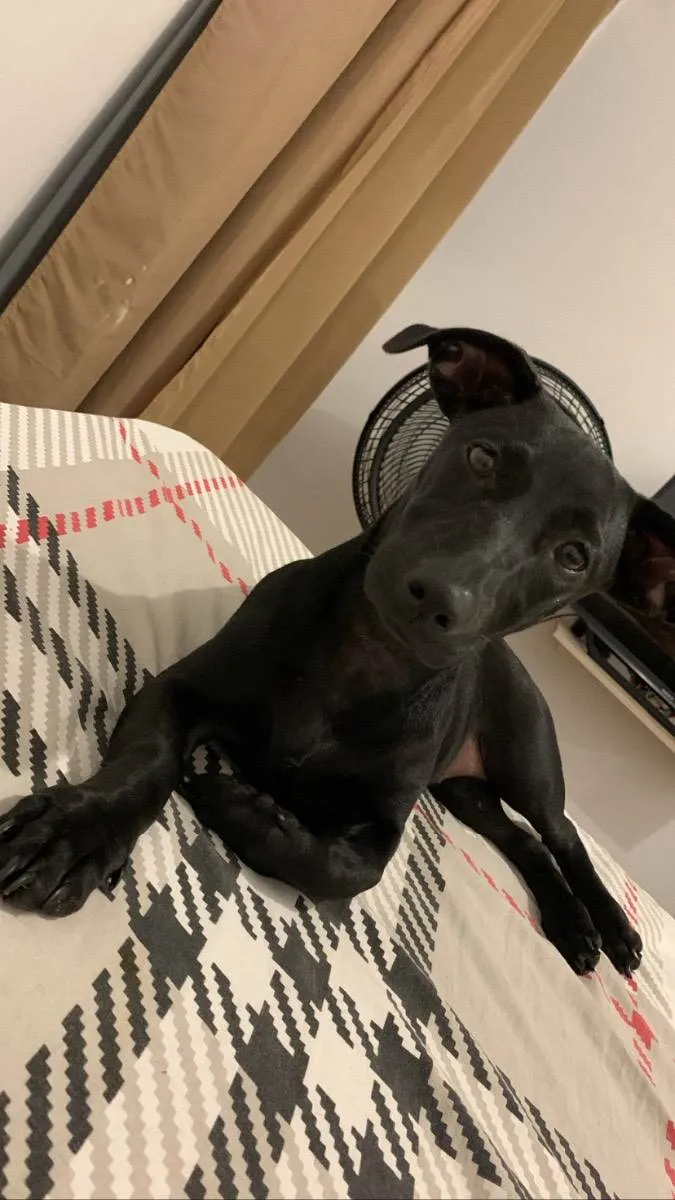 Cachorro raça SRD idade 1 ano nome Malu