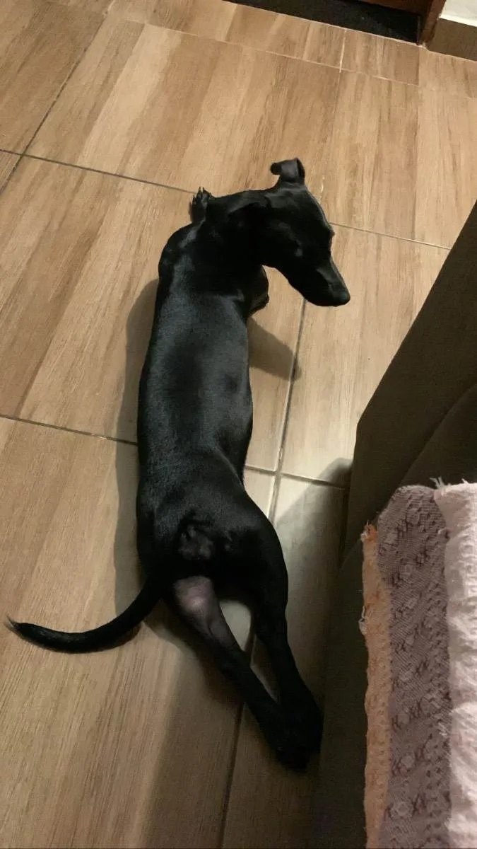 Cachorro raça SRD idade 1 ano nome Malu