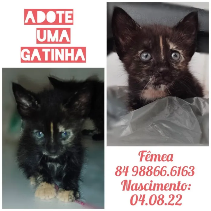 Gato raça Indefinida idade 2 a 6 meses nome Não tem