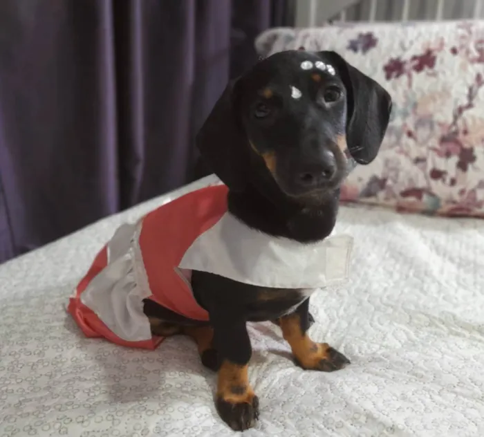 Cachorro ra a SRD idade 2 a 6 meses nome Lua e Sol