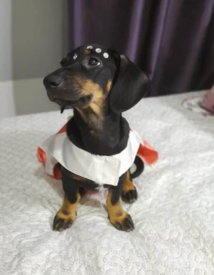 Cachorro ra a SRD idade 2 a 6 meses nome Lua e Sol