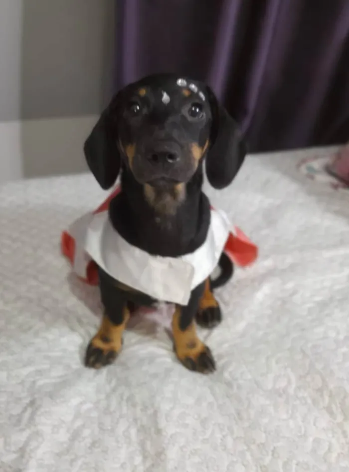Cachorro ra a SRD idade 2 a 6 meses nome Lua e Sol