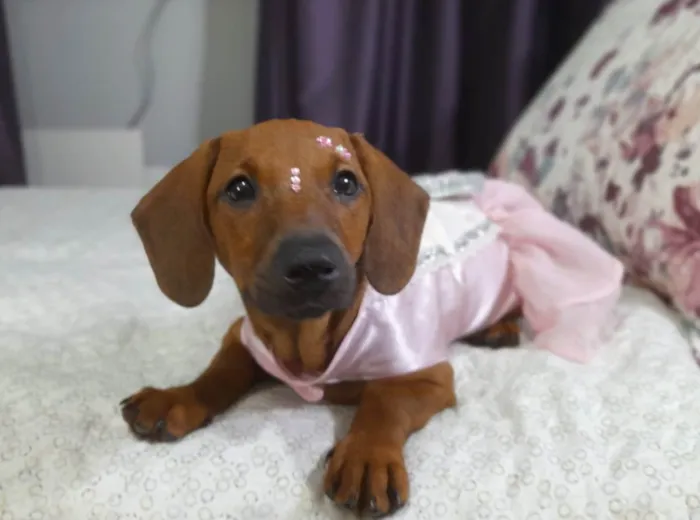 Cachorro ra a SRD idade 2 a 6 meses nome Lua e Sol
