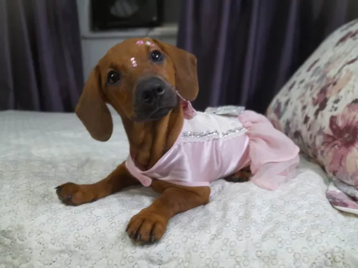Cachorro ra a SRD idade 2 a 6 meses nome Lua e Sol