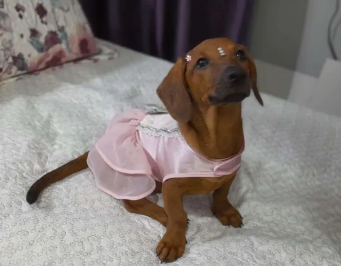 Cachorro ra a SRD idade 2 a 6 meses nome Lua e Sol