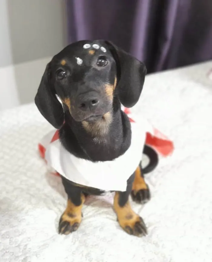 Cachorro ra a SRD idade 2 a 6 meses nome Lua e Sol