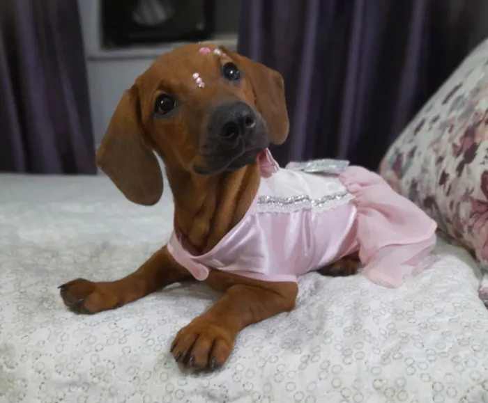 Cachorro ra a SRD idade 2 a 6 meses nome Lua e Sol