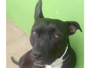 Cachorro raça SRD idade 2 anos nome ZIRA