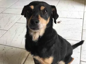 Cachorro raça SDR idade 6 ou mais anos nome Mel