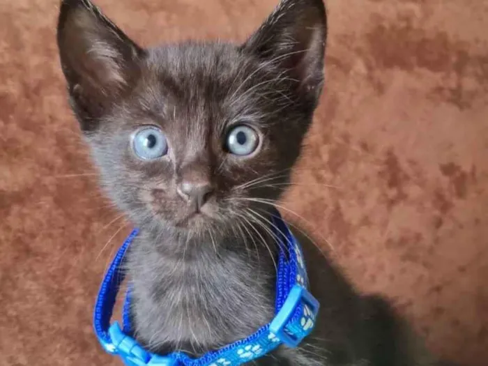 Gato raça  idade Abaixo de 2 meses nome Nemo 