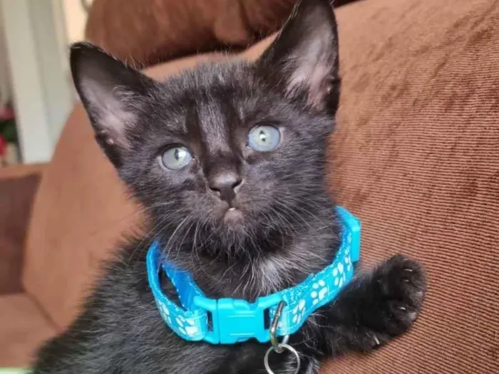 Gato raça  idade Abaixo de 2 meses nome Sushi 