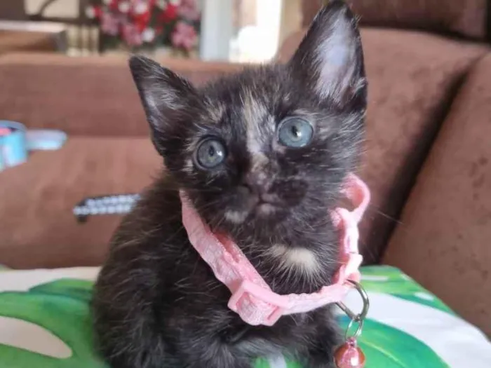 Gato raça  idade Abaixo de 2 meses nome Fiona 