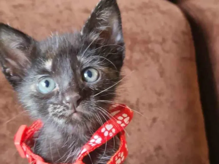 Gato raça  idade Abaixo de 2 meses nome Margarida 