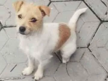 Cachorro ra a Pinther com shizu idade 2 a 6 meses nome Belinha 