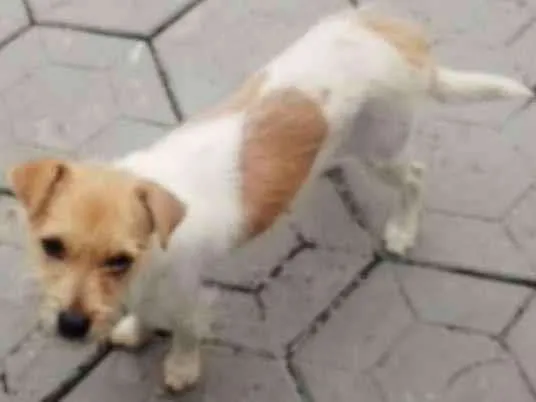 Cachorro ra a Pinther com shizu idade 2 a 6 meses nome Belinha 