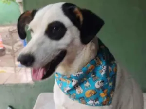 Cachorro raça SRD idade 1 ano nome Gaia