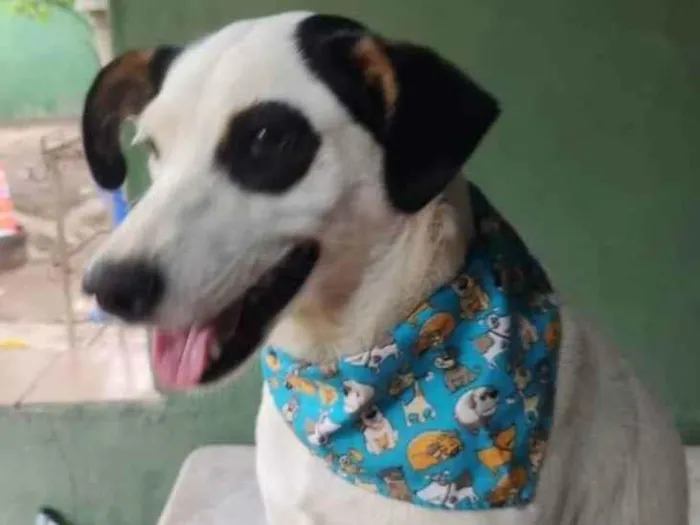 Cachorro ra a SRD idade 1 ano nome Gaia