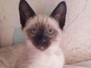Gato raça SRD idade 2 a 6 meses nome CELINE