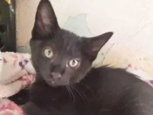 Gato raça SRD idade 2 a 6 meses nome JASMINE