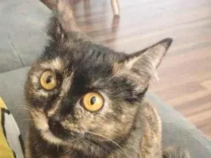 Gato raça SRD idade 7 a 11 meses nome ANGELINA