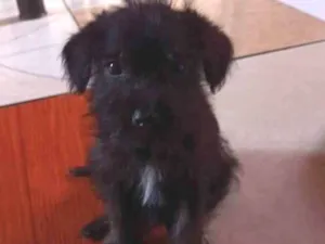Cachorro raça Mista idade 2 a 6 meses nome Nao tem