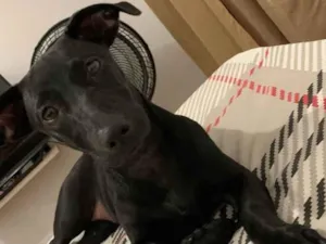 Cachorro raça SRD idade 1 ano nome Malu
