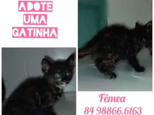 Gato raça Indefinida idade 2 a 6 meses nome Não t