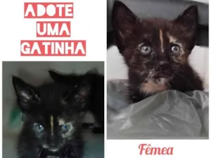 Gato raça Indefinida idade 2 a 6 meses nome Não tem