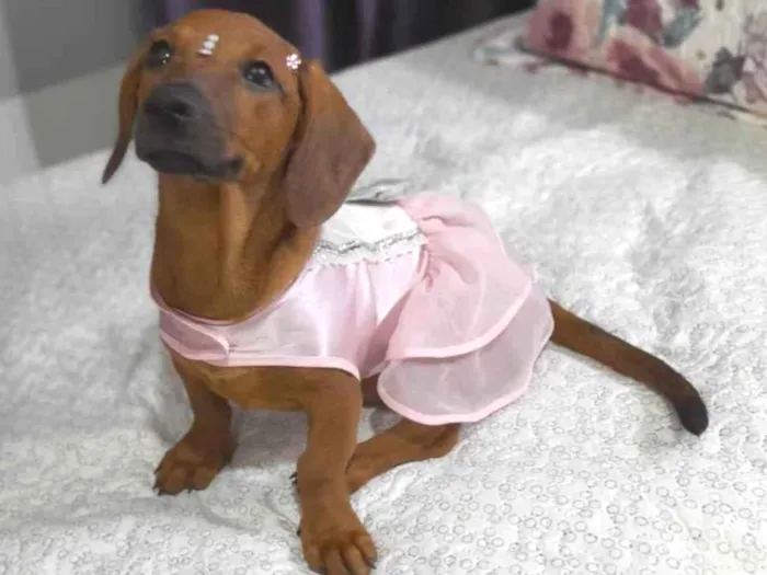Cachorro ra a SRD idade 2 a 6 meses nome Lua e Sol