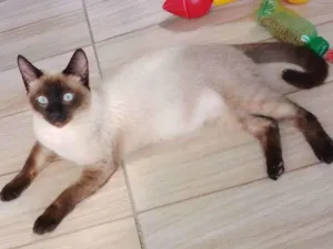 Gato raça Siamês  idade 2 a 6 meses nome Salomão 