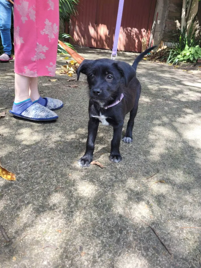 Cachorro ra a Sem raça definida idade 2 a 6 meses nome Lira