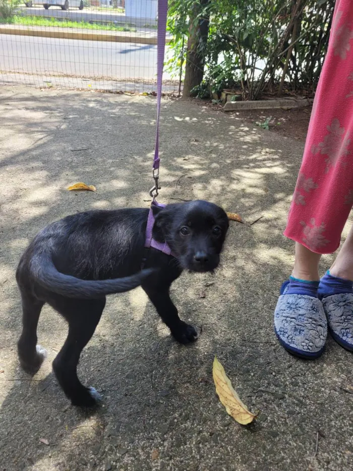 Cachorro ra a Sem raça definida idade 2 a 6 meses nome Lira